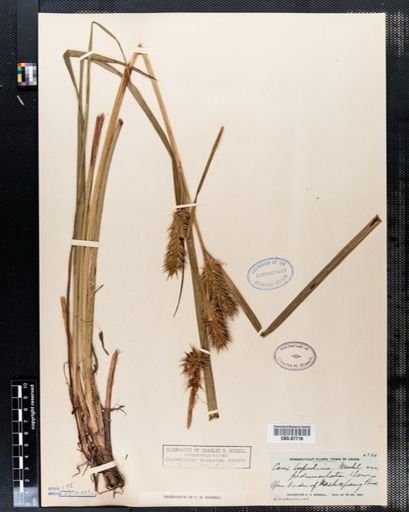 Carex lupulina
