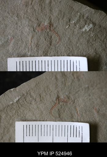 undet. Stylophora
