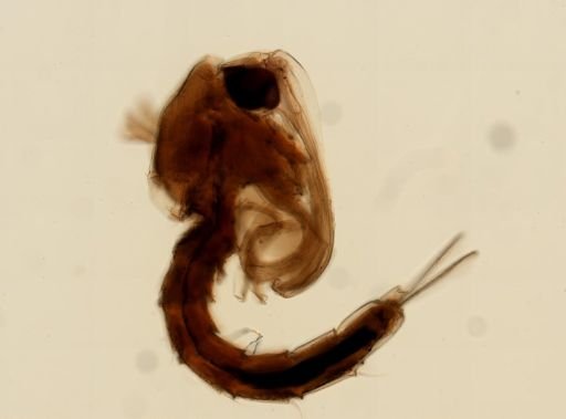 Anopheles