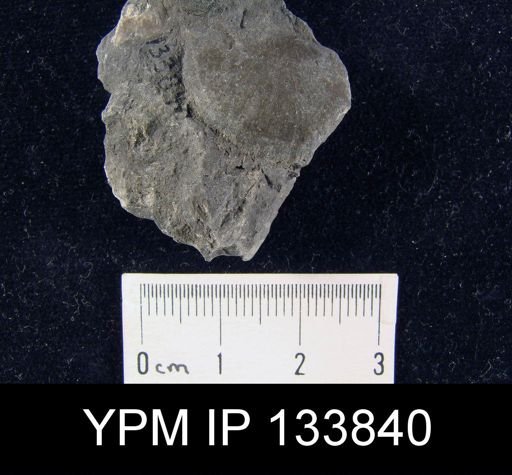 Stropheodonta inaequistriata