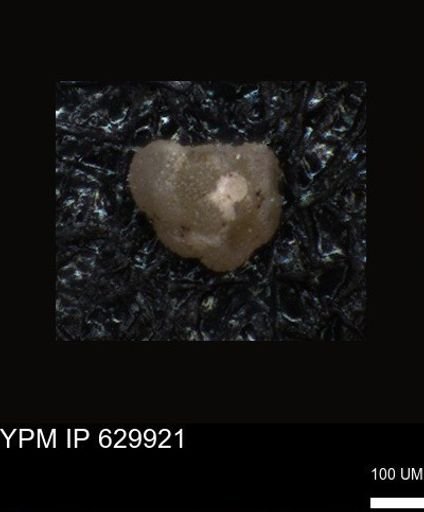 undet. Foraminiferida