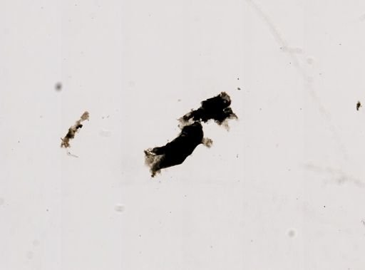 Pleistophora macrozoarcides