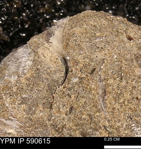 Ostrea sp.
