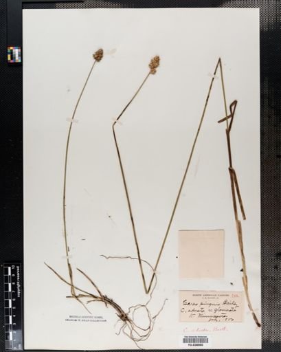 Carex adusta