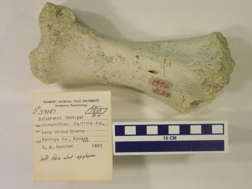 Teleoceras fossiger