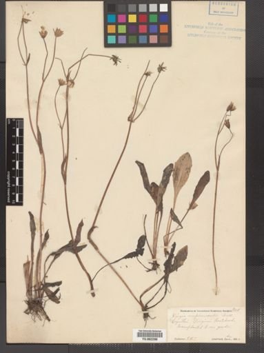 Krigia biflora