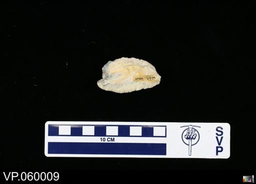 undet. Proboscidea