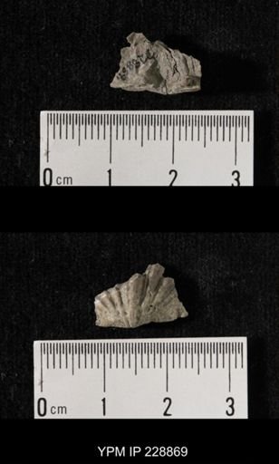 Neospirifer triplicatus