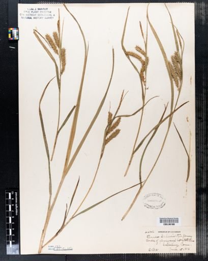 Carex schweinitzii