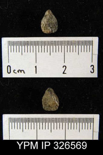 Hustedia miseri