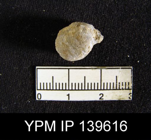 Marginifera ovalis