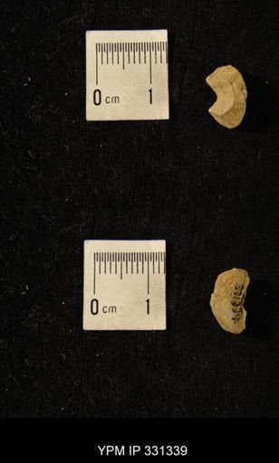 undet. Crinoidea