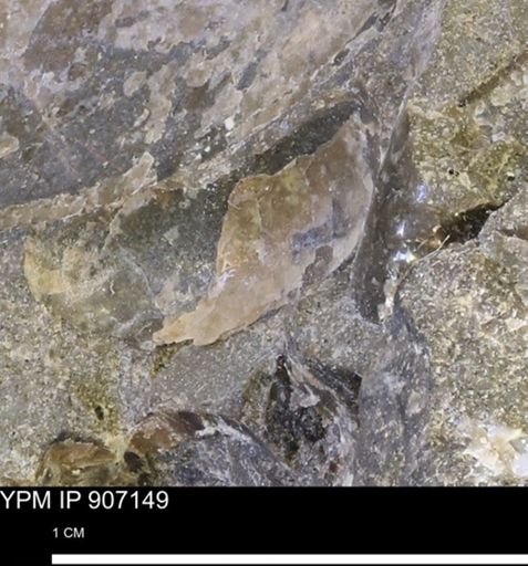 undet. Mollusca