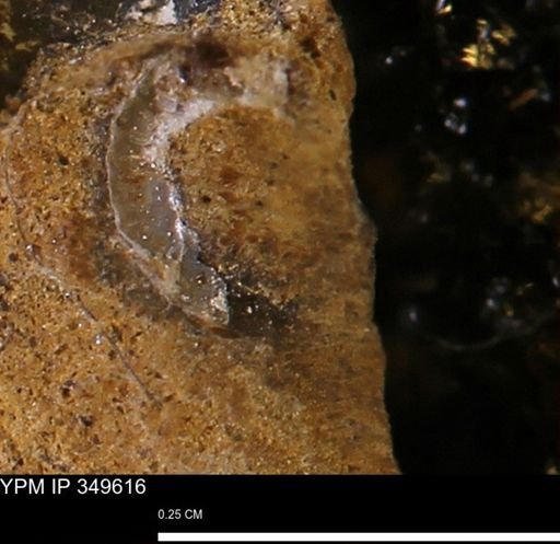 undet. Mollusca