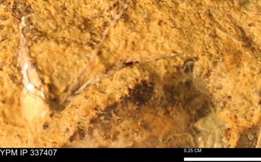undet. Mollusca