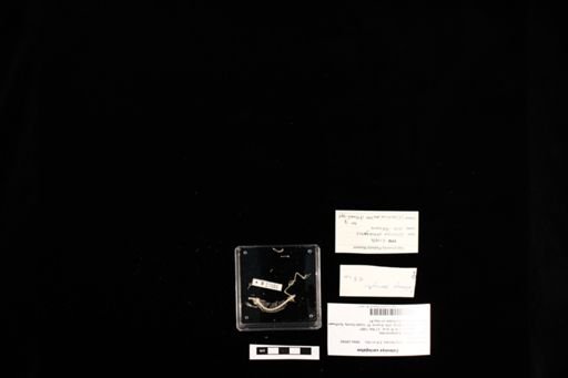 Coleonyx variegatus