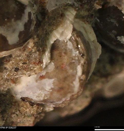 Corbulamella gregaria