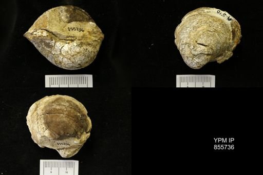 Cucullaea sp.
