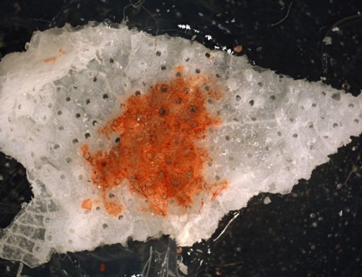Parasmittina parsevalii