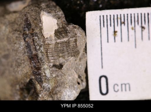 undet. Mollusca