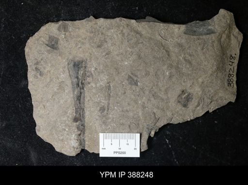 Eurypterus sp.