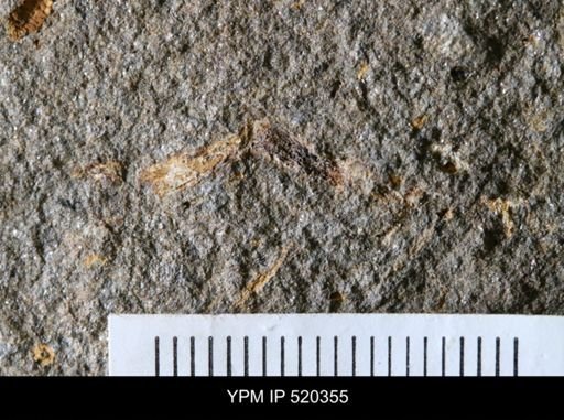 undet. Bryozoa
