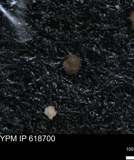 undet. Foraminiferida