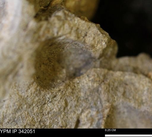 Protocardia?