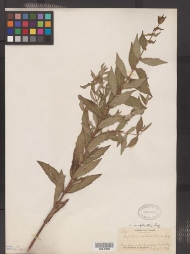 Lycopus amplectens