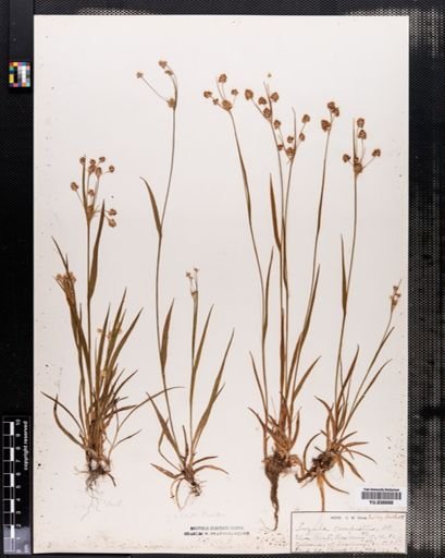 Luzula campestris