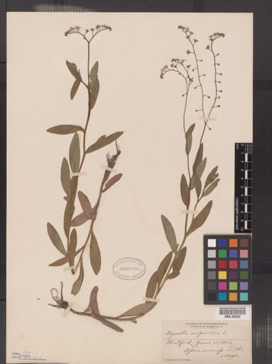 Myosotis scorpioides
