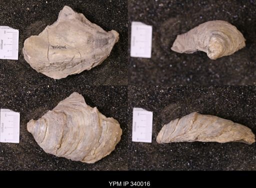 Ostrea glabra wyomingensis