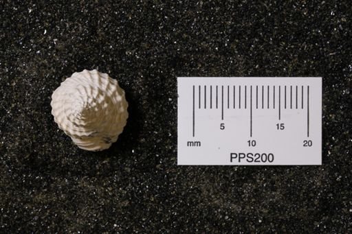 Cancellaria rotunda
