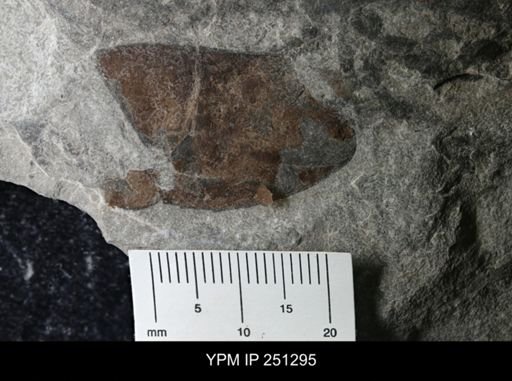 undet. Eurypterida