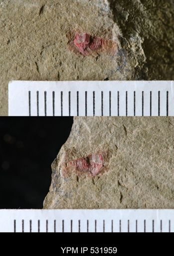 Xiphosurida?