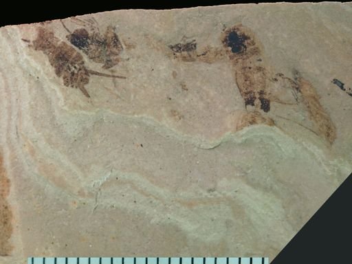undet. Blattodea