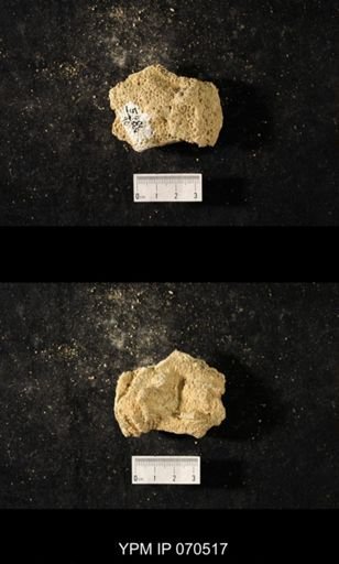 Favosites louisvillensis