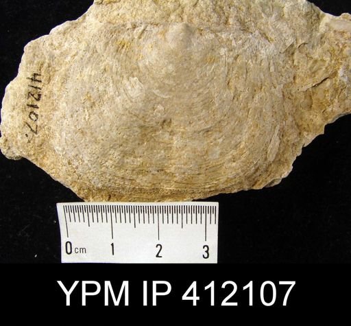 Echinoconchus sp.