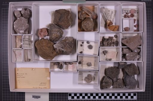 mixed taxa, stratigraphic collection
