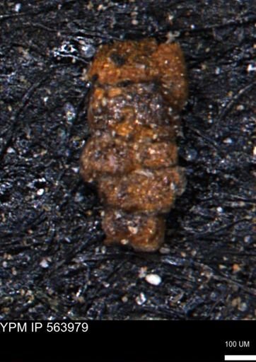 undet. Foraminiferida