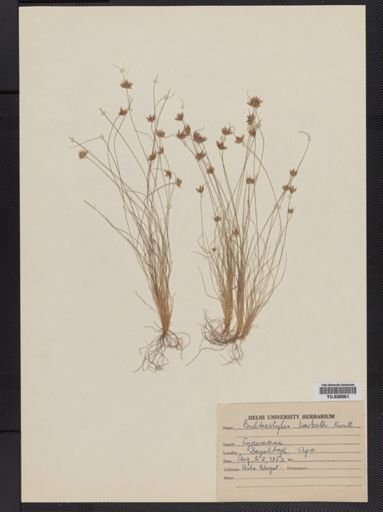 Bulbostylis