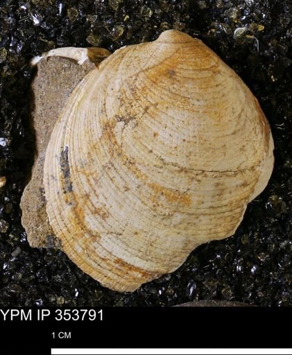 Limopsis striatopunctatus