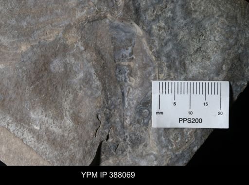 Eurypterus sp.