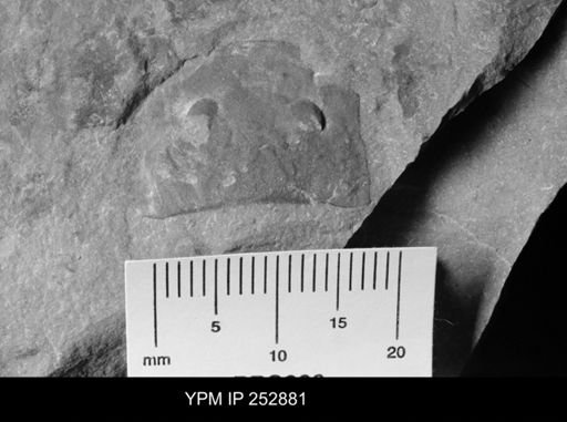 Eurypterus sp.