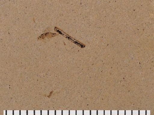 Diptera