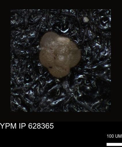 undet. Foraminiferida