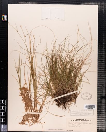Carex trisperma