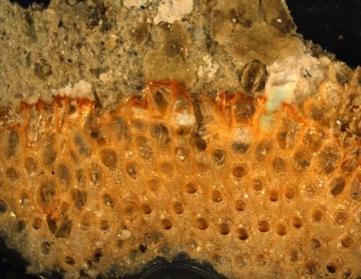 Cryptosula pallasiana