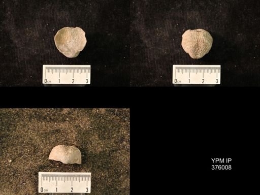 Pustula nebrascensis