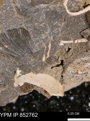 Limopsis striatopunctatus